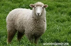 Машинки для стрижки овец